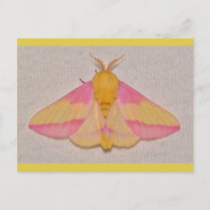 Rosy Maple Moth. Vykort