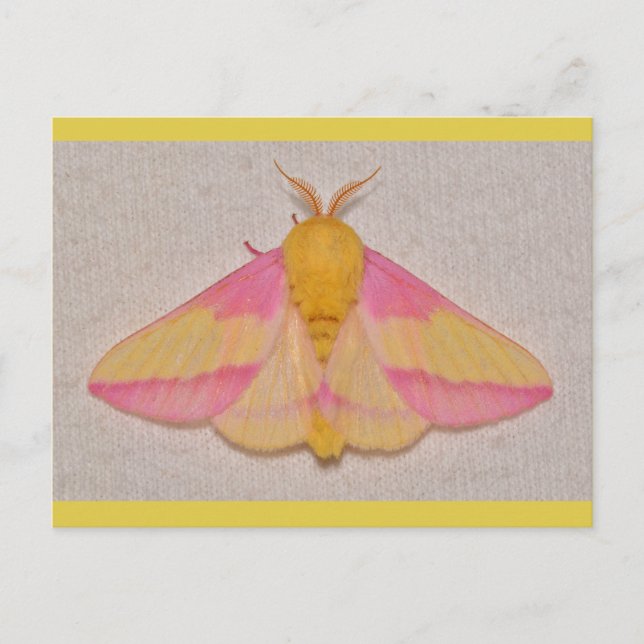 Rosy Maple Moth. Vykort (Framsida)