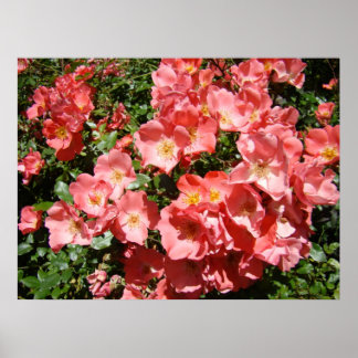 ROSYOR Rosa Rosblommor 7 Konsttryck Posters Konst