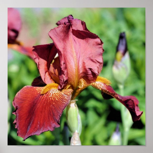 Rot Beer Beared Iris Flower Poster (Framsidan)