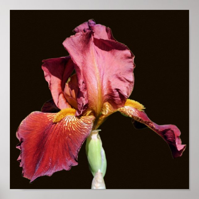 Rot Beer Beared Iris Flower Poster (Framsidan)