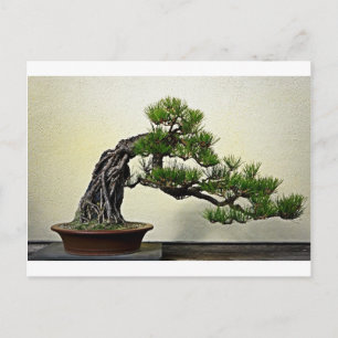 Rot över Sten Gräs Bonsai Träd Vykort