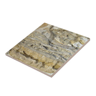 Rota fossil i limestoneseawall kakelplatta