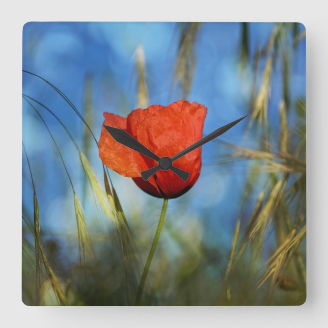 Rote Mohnblume Fyrkantig Klocka (Framsida)