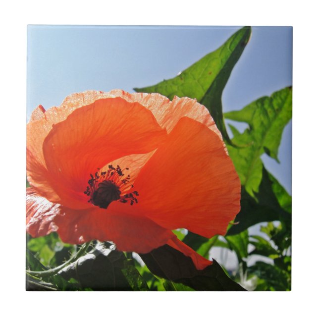 Roter Mohn Kakelplatta (Framsidan)