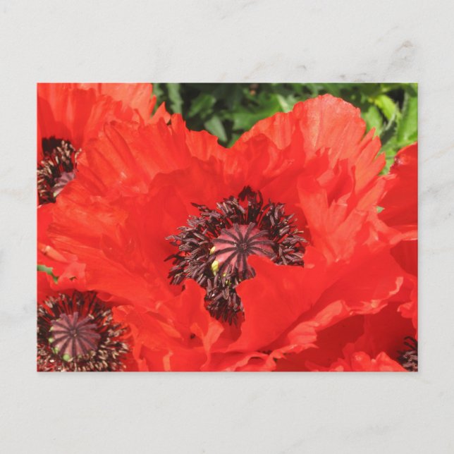 Roter Mohn Vykort (Framsida)