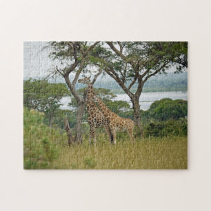 Rothschild-Giraffer Uganda. Pussel