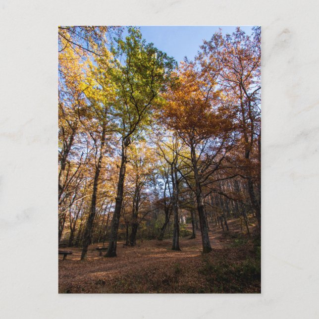 Rotino, Makedonien Vykort (Framsida)