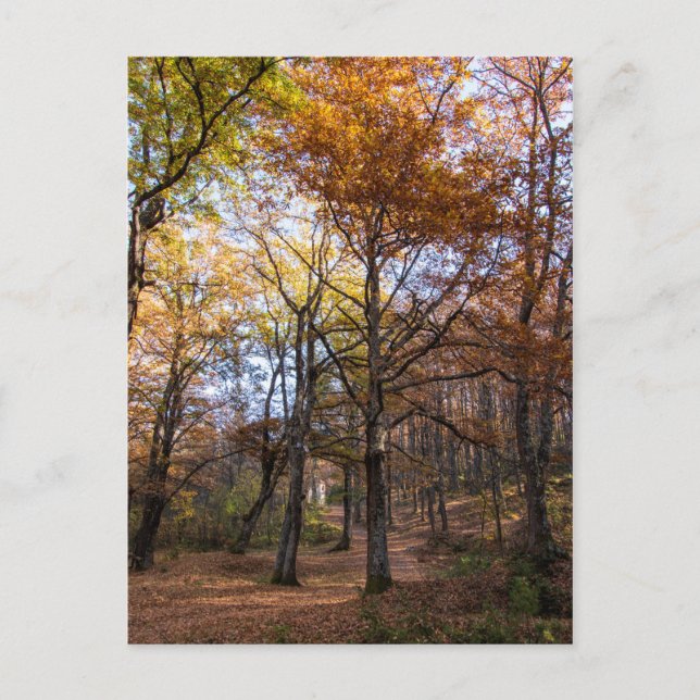 Rotino, Makedonien Vykort (Framsida)