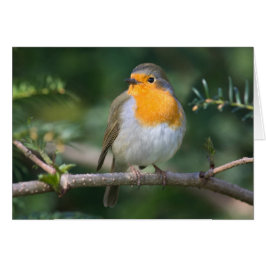 Rotkelchen Hälsningskort