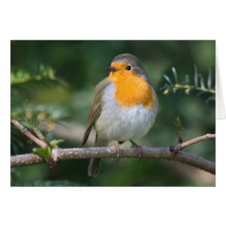 Rotkelchen Hälsningskort