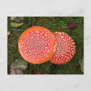 Rött Amanita Mushroom Fotovykort Vykort