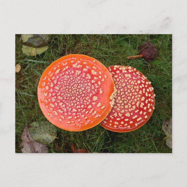Rött Amanita Mushroom Fotovykort Vykort (Framsida)