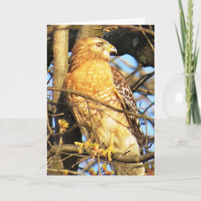 Rött-axlat hawk-hälsningskort kort (Framsida)