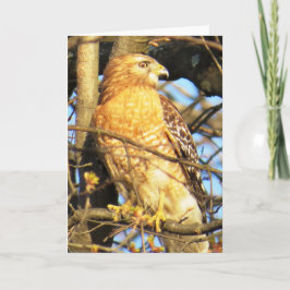 Rött-axlat hawk-hälsningskort kort