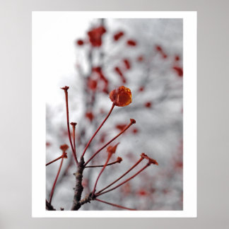 rött bär poster