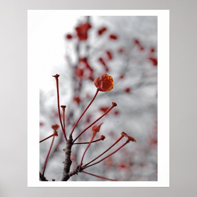 rött bär poster (Framsidan)