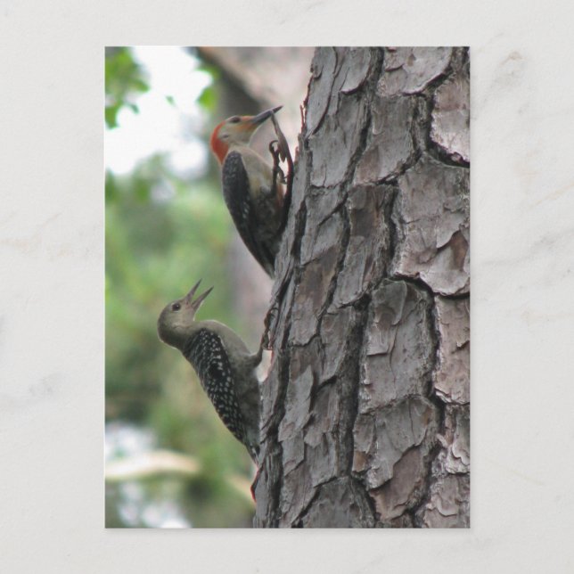 Rött-belligt vykort för hane- och ynglingsarbete (Framsida)