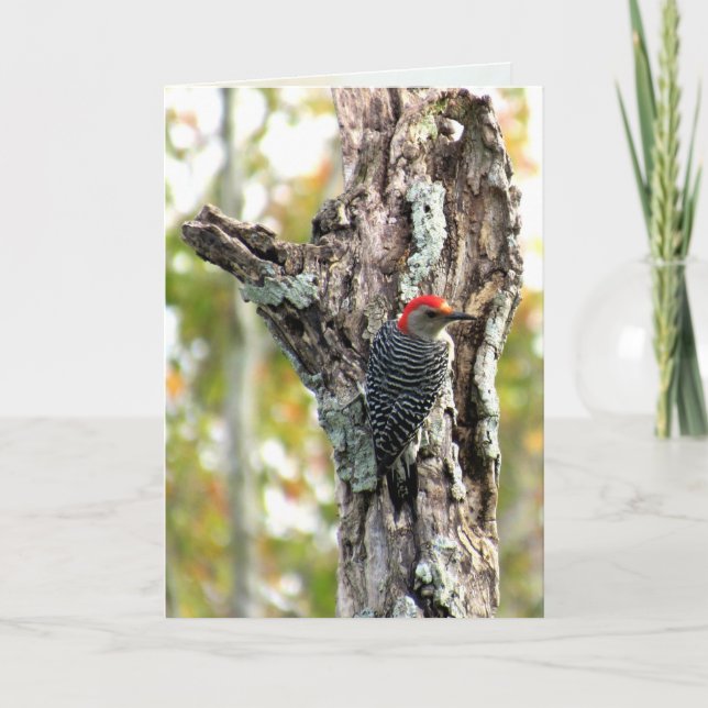 Rött, Belllied Woodpecker Greeting Card Kort (Framsida)