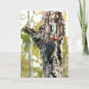 Rött, Belllied Woodpecker Greeting Card Kort