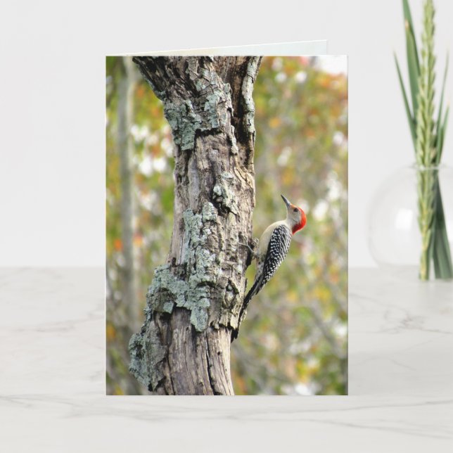 Rött, Belllied Woodpecker Greeting Card Kort (Framsida)