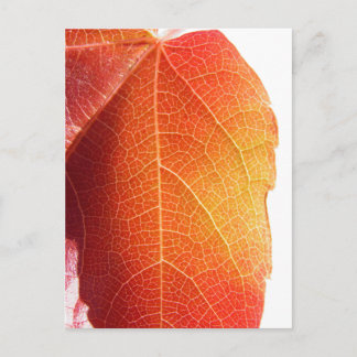 Rött blad vykort