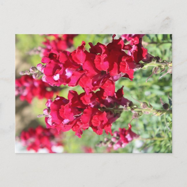 Rött blomsterkort vykort (Framsida)