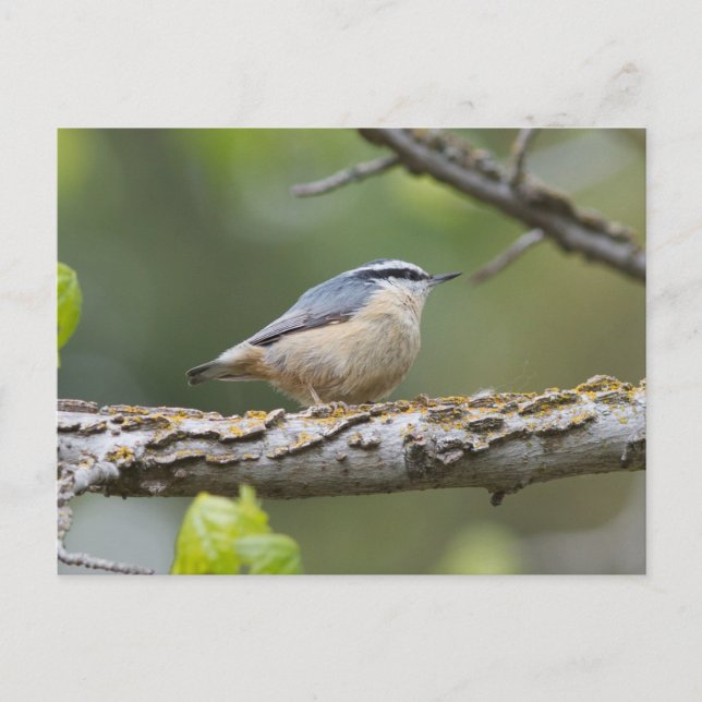 Rött bröstkort för nuthatch vykort (Framsida)