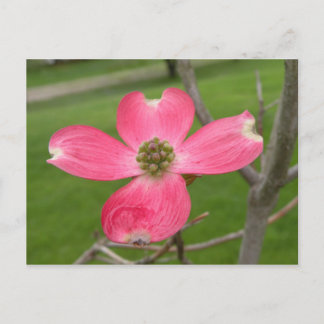 Rött Dogwood-vykort Vykort