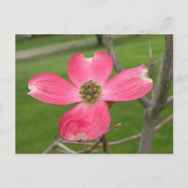 Rött Dogwood-vykort Vykort (Framsida)