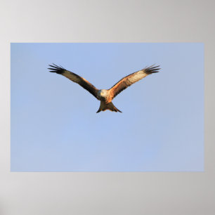 Rött draketryck poster