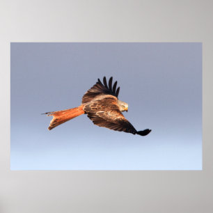 Rött draketryck poster