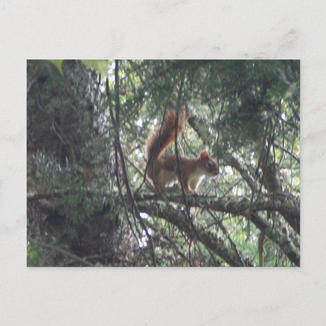 Rött ekorrevykort vykort (Framsida)
