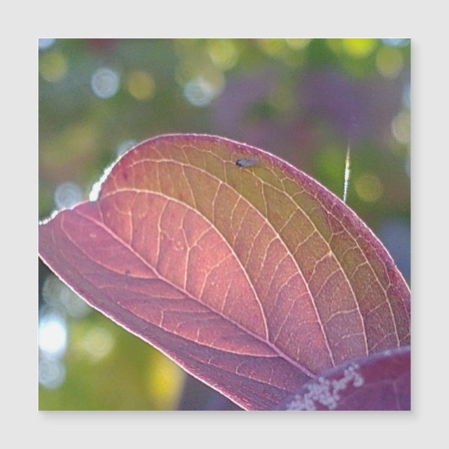 Rött Fall Löv och Bokeh Magnetic Card (Framsida)