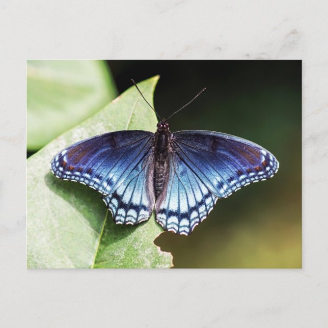 Rött fläckat Lila-amiral Butterfly-vykort Vykort (Framsida)