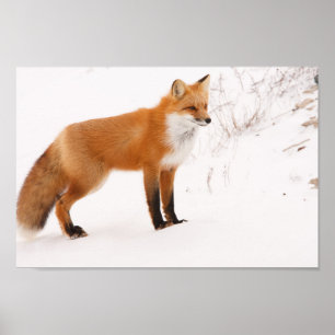 Rött foto för rävnaturdjurliv poster