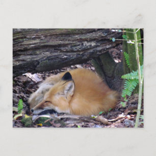 Rött fox-vykort vykort