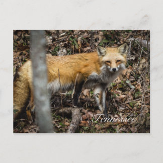 Rött fox-vykort vykort