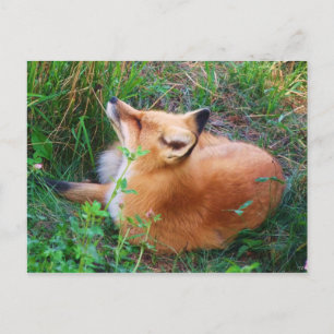 Rött fox-vykort vykort