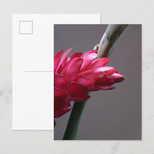 Rött Ginger Flower vycard Vykort