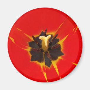 rött gult magnet