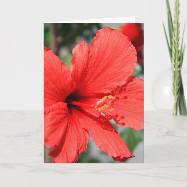 Rött Hibiscus Blomhälsningskort, anteckningskort (Framsida)