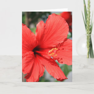 Rött Hibiscus Blomhälsningskort, anteckningskort