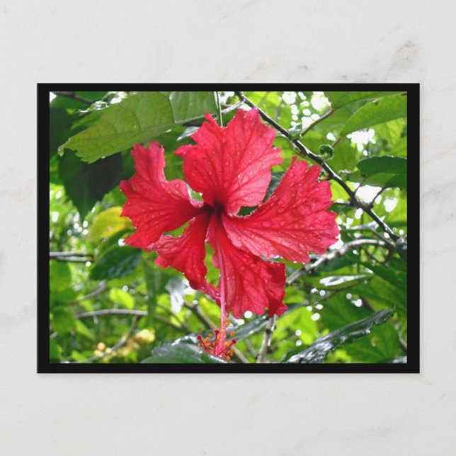 Rött Hibiscus Blomvykort Vykort (Framsida)
