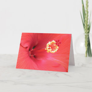 Rött Hibiscus-gratulationskort Kort