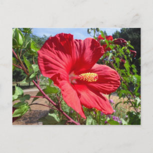 Rött Hibiscus makro-vykort Vykort