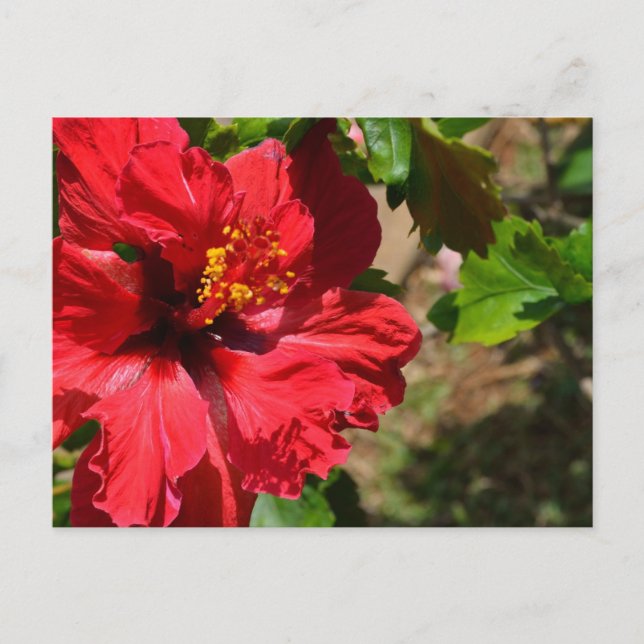 Rött Hibiscus vykort (Framsida)