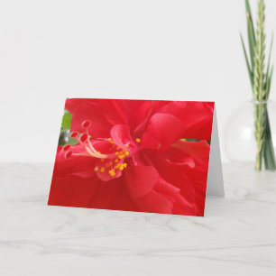 Rött hibiskuskort helgkort