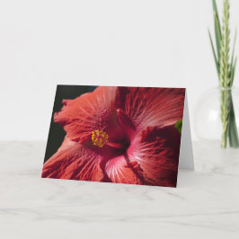 Rött hibiskuskort kort