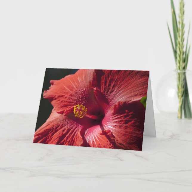 Rött hibiskuskort kort (Framsida)